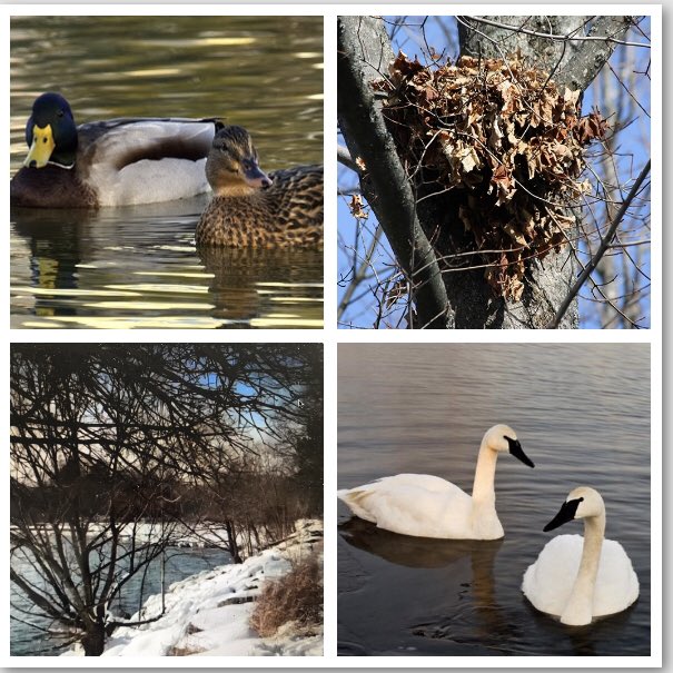 A special thank you to <a href="/mhogan1967/">Marc Hogan</a> <a href="/PeelSchools/">Peel District School Board</a> for taking us on a nature hike today as part of #WellnessWednesdaysPDSB We learned the importance of respecting and valuing nature and of taking the time to slow down. We loved that he prompted us with ‘I Wonder’ questions.