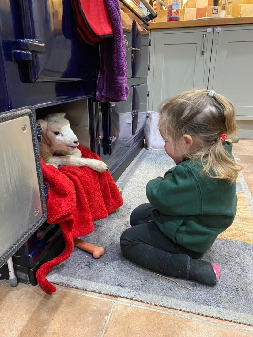 Giving the lamb some words of wisdom whilst it gets better 🥰🐑😂 #farminguk

📸 Louise Newport