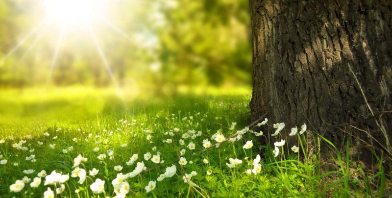 _florayfauna_'s tweet photo. ⌕: ⸙ 𓂃"Solo podemos dominar la naturaleza si la obedecemos".

#naturaleza     

{Antonela Cedeño}🌿💚 https://t.co/yUYcGwBpeL
