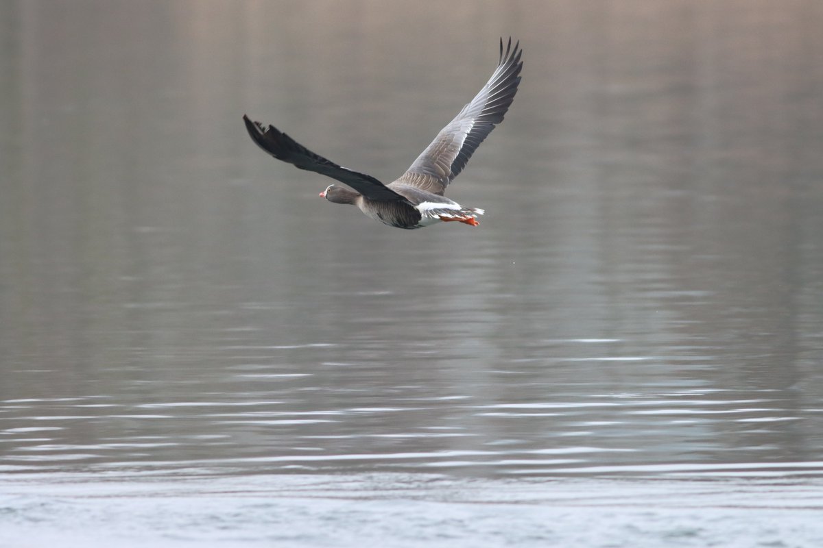 Spinkybird's tweet photo. This looks nice, do we think this is a #LesserWhiteFrontedGoose ? Smaller than the couple of Greylags it was hanging with.
#WhitlinghamCP briefly at 1pm @RareBirdAlertUK  Possibly moved up river from Postwick? https://t.co/sBJCaoQFTK