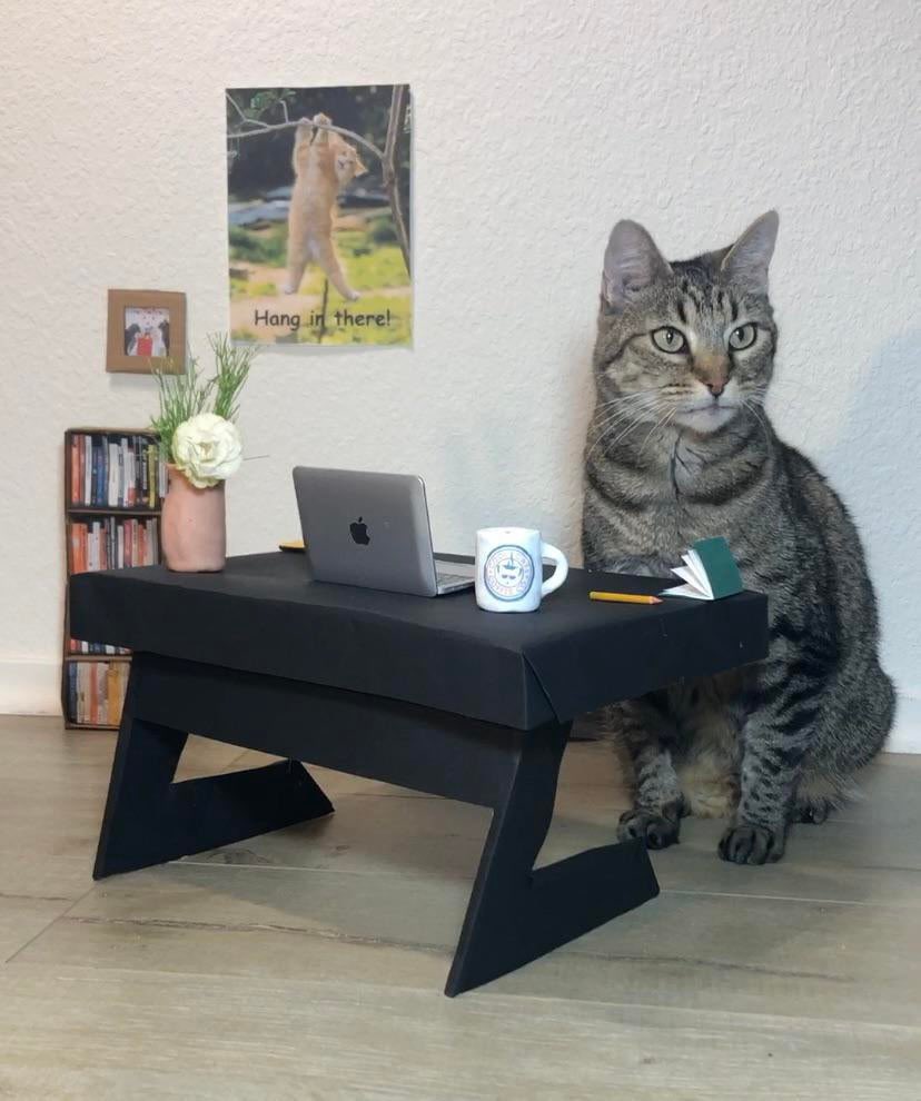 A este gatito le hicieron su home office. Lo tkm 😭🥺😍😭.
