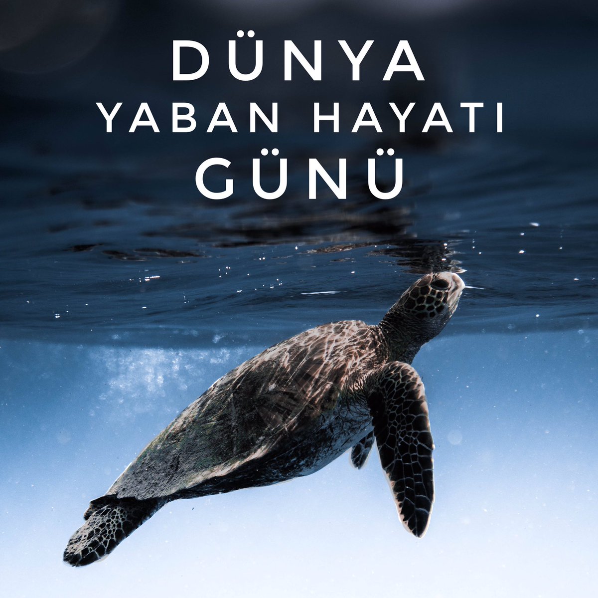 Bugün 3 Mart #DünyaYabanHayatıGünü