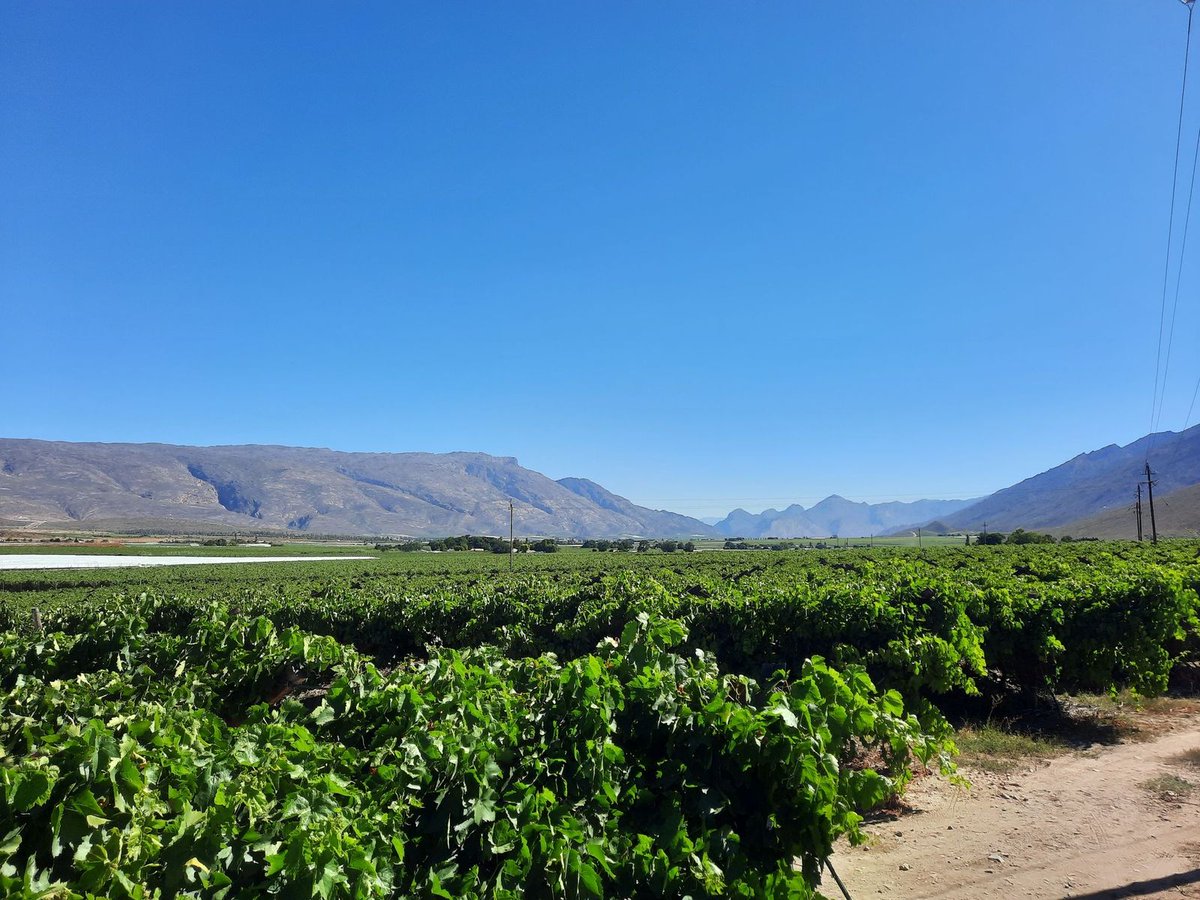 Winelands's tweet photo. A1 Vineyards, vineyards and more lush green vineyards in Summer, followed by a spectacular 'lappieskombers' colour spectacle of warm Autumn colours!
#TravelChatSA #HexRiverValley #Hexplore #Hexperience https://t.co/ljLqyC1cCH