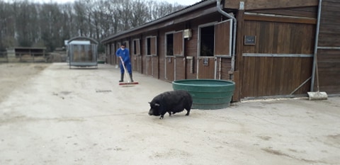 FBB / La vie de nos 3 refuges et des animaux 🏡 tweet media