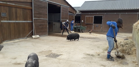 FBB / La vie de nos 3 refuges et des animaux 🏡 tweet media