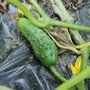 [CONSEIL JARDINAGE] mémo pratique pour les semis du potager ! En mars, vous avez le choix des semis : ail, artichaut, aubergine, basilic, brocoli, cerfeuil, … buff.ly/3k9OEZ7
