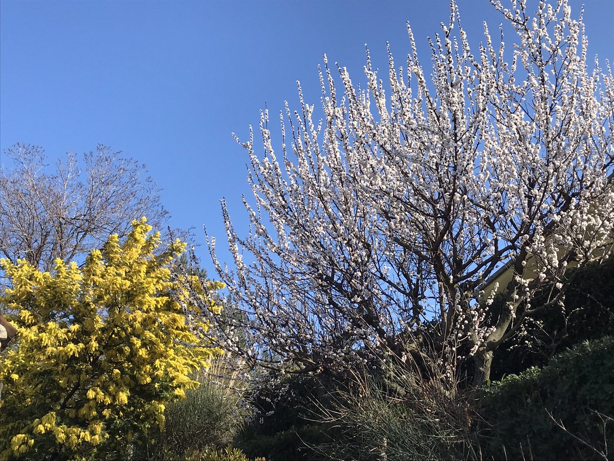 CourtesyDay's tweet image. Blooming ☀️☀️☀️