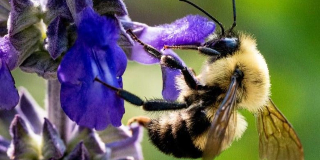 Espace pour la vie (@espacepourlavie) on Twitter photo Un insecticide nuit à l'abeille des citrouilles, entrevue de <a href="/JJMlynarek/">Julia J. Mlynarek, Ph.D 🪰🐝🦋🐞</a> entomologiste à l'#Insectarium de Montréal à l'émission @HDPTORONTO
ici.radio-canada.ca/premiere/emiss… Un insecticide nuit à l'abeille des citrouilles, entrevue de <a href="/JJMlynarek/">Julia J. Mlynarek, Ph.D 🪰🐝🦋🐞</a> entomologiste à l'#Insectarium de Montréal à l'émission @HDPTORONTO
ici.radio-canada.ca/premiere/emiss…