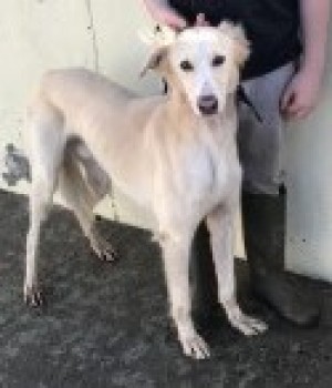 DoglostNSC's tweet photo. #LOST #DOG KING
Male #Saluki
#Missing from #Hollesley #Woodbridge #Suffolk #IP12 on Monday, 1st March 2021 #LostDog https://t.co/wnf0f1gm7U @WoodbridgeEmpor @Woodbridge_Wine @RuralPolicingSC @MissingPetsGB @LurcherSOS @shakirafree @SuffolkSpecials @EADT24 @BBCNorfolk https://t.co/uEaoKBCWIB
