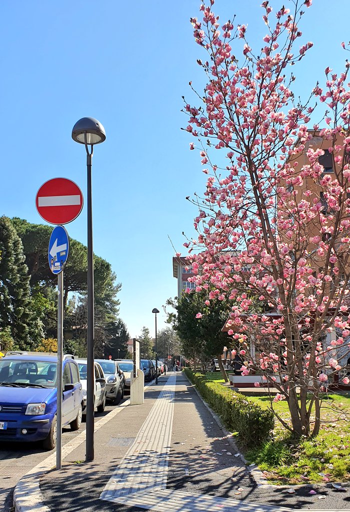 elaniazito's tweet photo. Quant'è bella la città universitaria @SapienzaRoma, bella sempre, ma in questo periodo è proprio una meraviglia 🌸☀️
#3marzo https://t.co/J1lF8xLrQ2