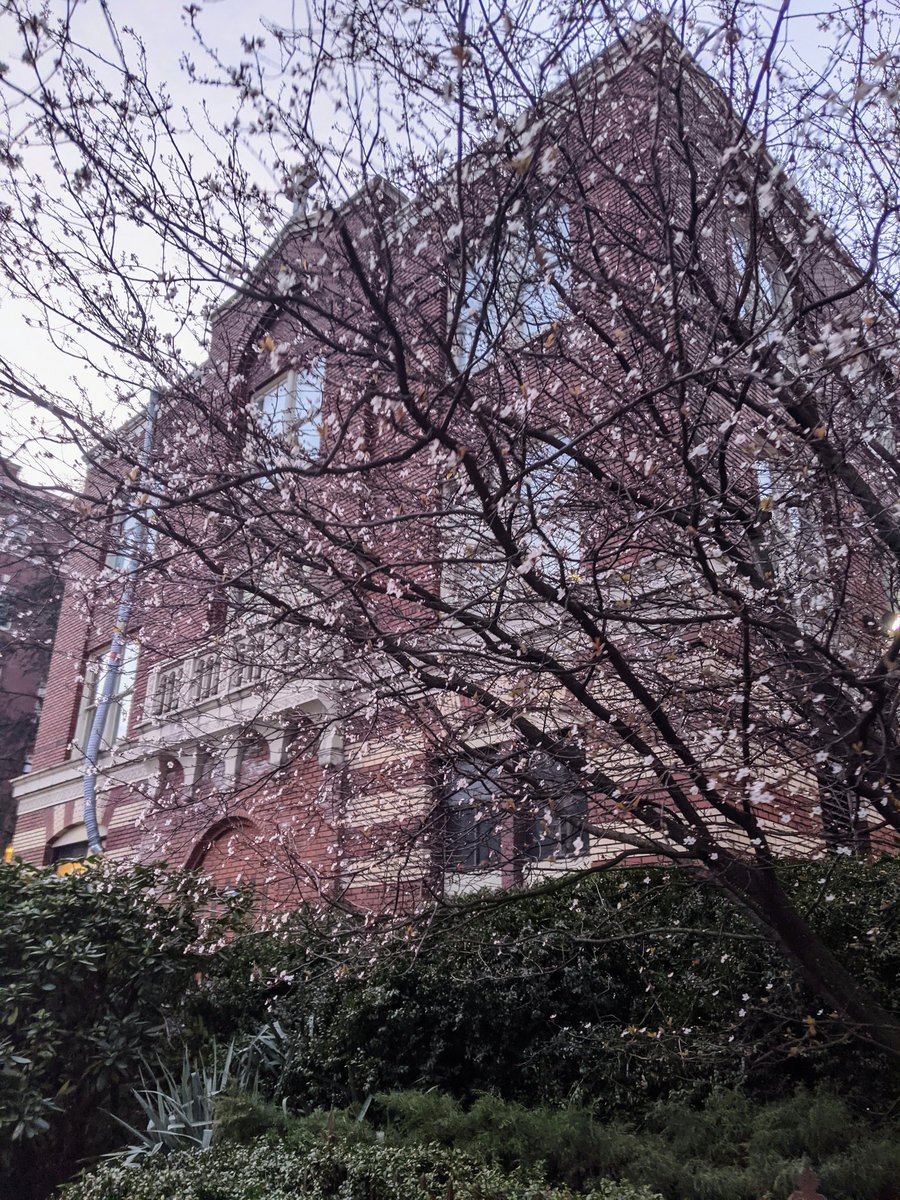 SabaMoghimi's tweet photo. First tree in bud (St. Paul's Hospital) https://t.co/JkpWu9YTpX