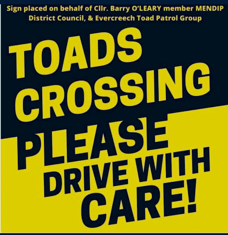 EvercreechBarry's tweet photo. So a busy night in #evercreech with fantastic volunteers out to #saveourtoads Did you know it’s migration time with many casualties on our #Somerset roads. Well done to the local eco champions https://t.co/MCNepcTrbO