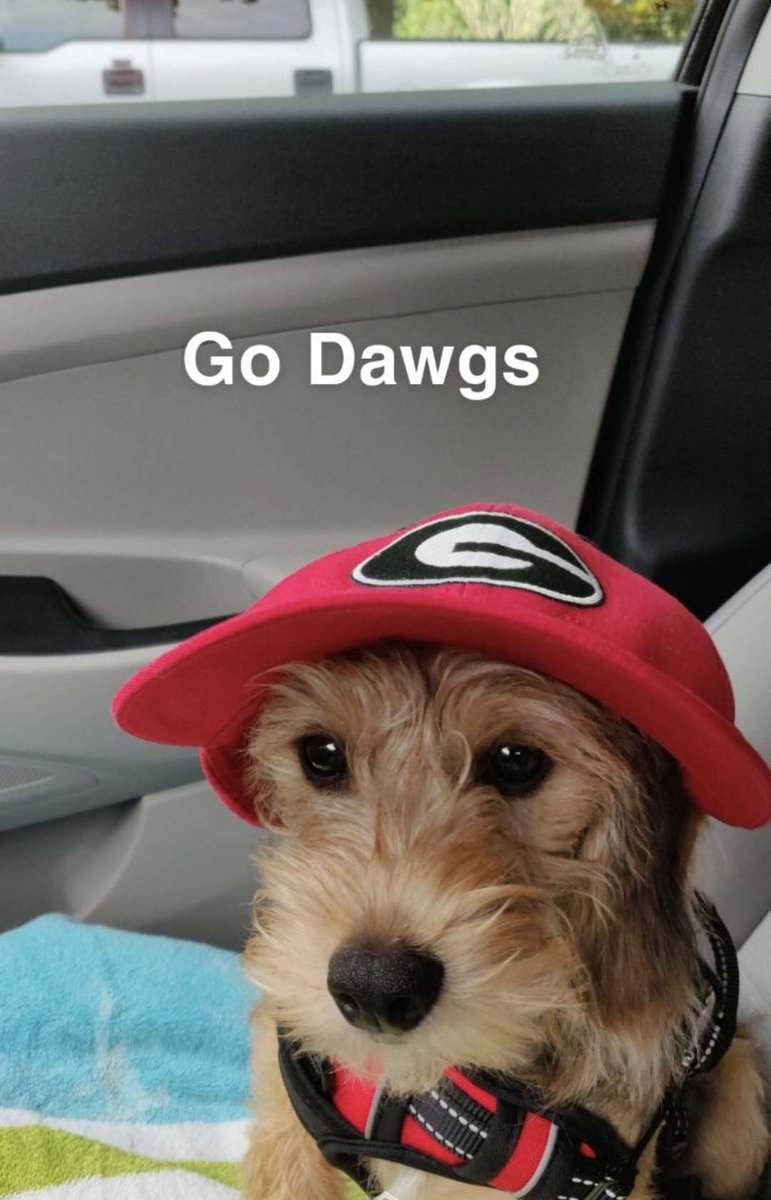 Probably the best decision I made in my PhD program. A true #dawg at heart. #phdog #phdawg