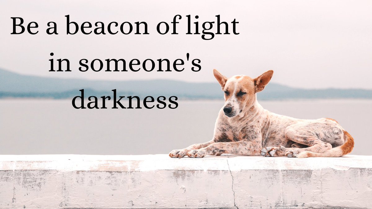 Witty_PETCARE's tweet photo. Be a beacon of light in someone's darkness

#dogs #dogsoftwitter #DogLover #dogsarethebest #dogsarelove #dogsarefamiliy #Puppies #puppylove #doglife #dogoftheday #dogstagram #wednesdaythought https://t.co/pWabUz8tyR