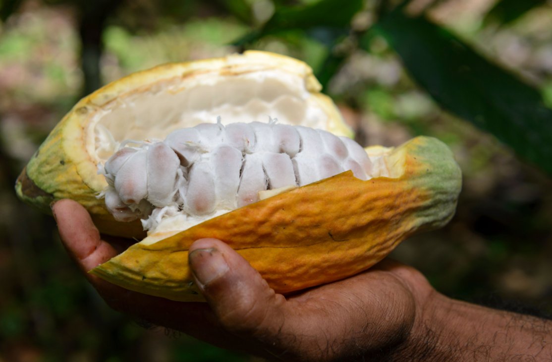 We are excited to see this growth and resurgence of native genetic cacaos, not only because the cacao coming out of Cortepaz, Corpoteva, and Bajo Mira are delicious and chocolatey, but also because it represents more stable economic growth and security in the Tumaco region.