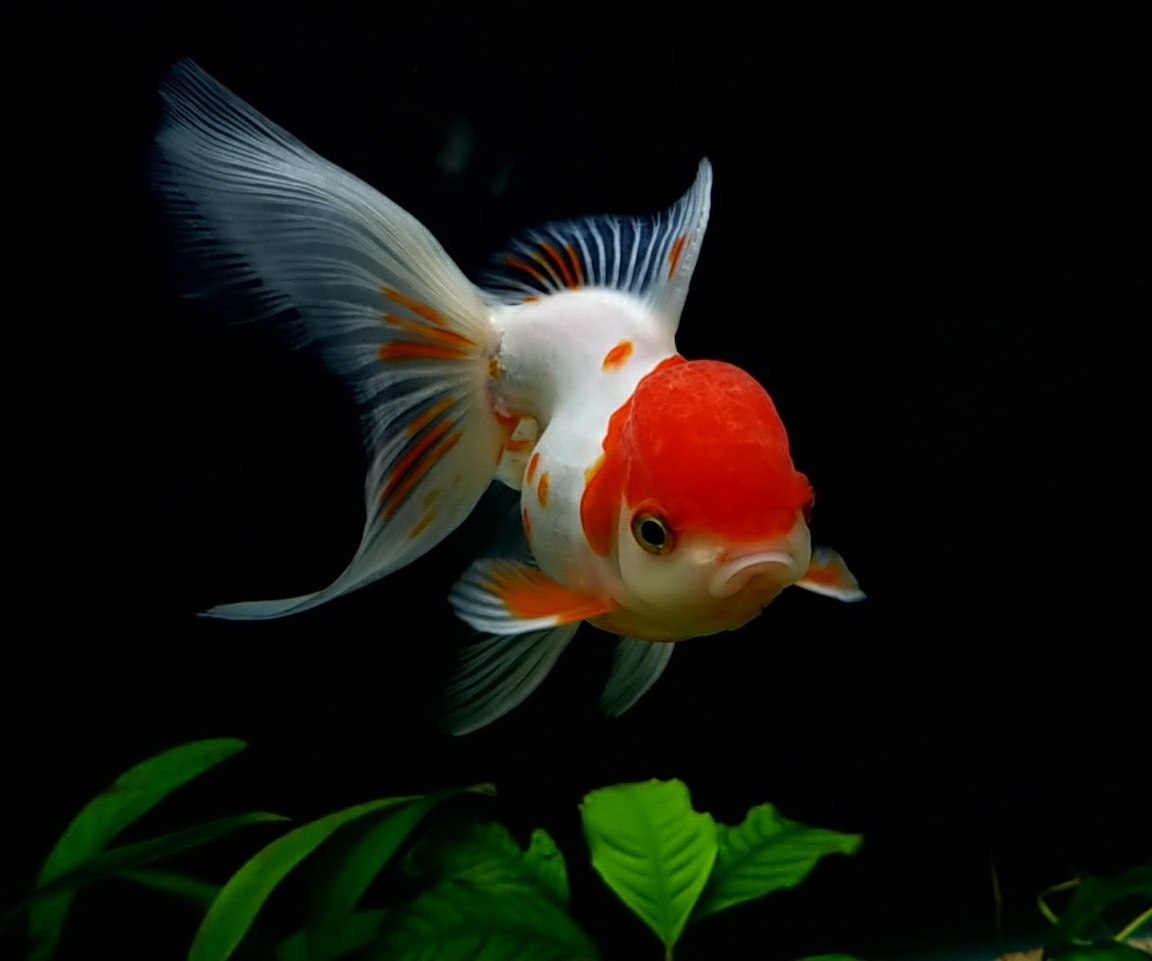 OmegaSeaLLC's tweet image. With a variety of marine proteins and vegetable matter our Goldfish Flakes and Pellets offer a complete diet for your favorite goldfish! Photo By: Kierra Smith featured in our 2021 Calendar #goldfish #omegaone