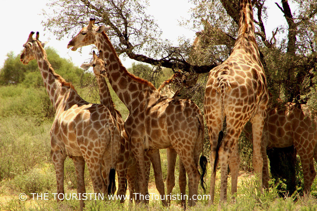 The pandemic is still on. No one knows when it will end. We recommend checking and following local travel advice before you hit the road. You can ask your future host/travel provider before you go 😍 Share the ❤️ #SouthAfrica #TravelChatSA