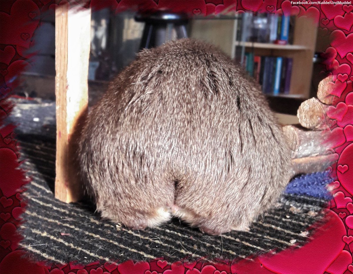 KuddelUndMuddel's tweet photo. Othello has the most beautiful and enchanting #piggybutt 😍
#cobayas #cuycuy
#meerschweinchen #cavy #cavies #cavylover #Wutzen #meeri #cavycuteness #guienapig #Weltpopotag #Schweinchenliebe https://t.co/pEzYywdUdW