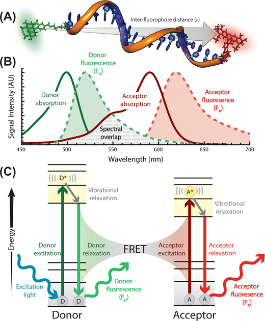EmmaPettengale's tweet photo. Part of our upcoming themed issue on #singlemolecule research, check out htis open access mini-review on integrating #FRET & biomolecular simulations to study diverse interactions between #nucleicacids and proteins https://t.co/2ibe2qxXDU #EssaysBiochem https://t.co/LNb6qDRxiA