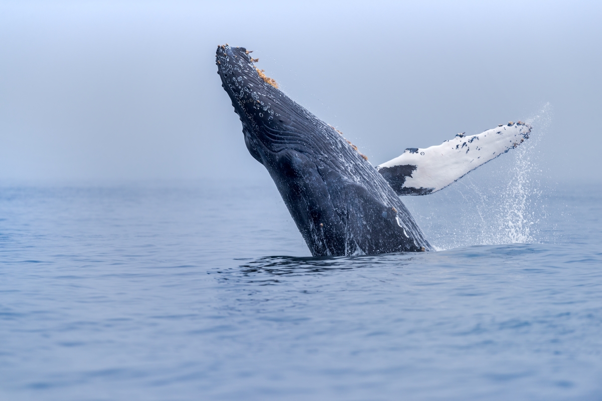 MontereyAq's tweet image. Happy #WorldWildlifeDay from all of the amazing seatizens of the Monterey Bay!