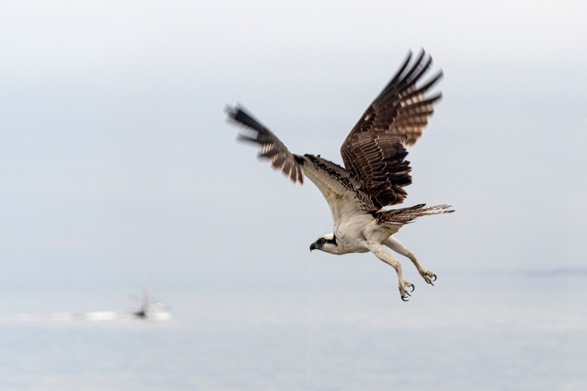 MontereyAq's tweet image. Happy #WorldWildlifeDay from all of the amazing seatizens of the Monterey Bay!