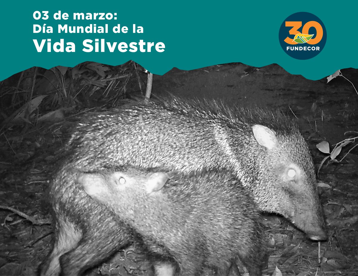 FundecorCR's tweet photo. #DíaMundialdelaVidaSilvestre
Nuestra organización realiza monitoreo biológico en fincas bajo certificación forestal, lo que permite que personas propietarias de bosque implementen mejoras continuas ambientales, sociales y económicas.  
#FUNDECOR #fundecor30aniversario https://t.co/2PhzCUjKUg