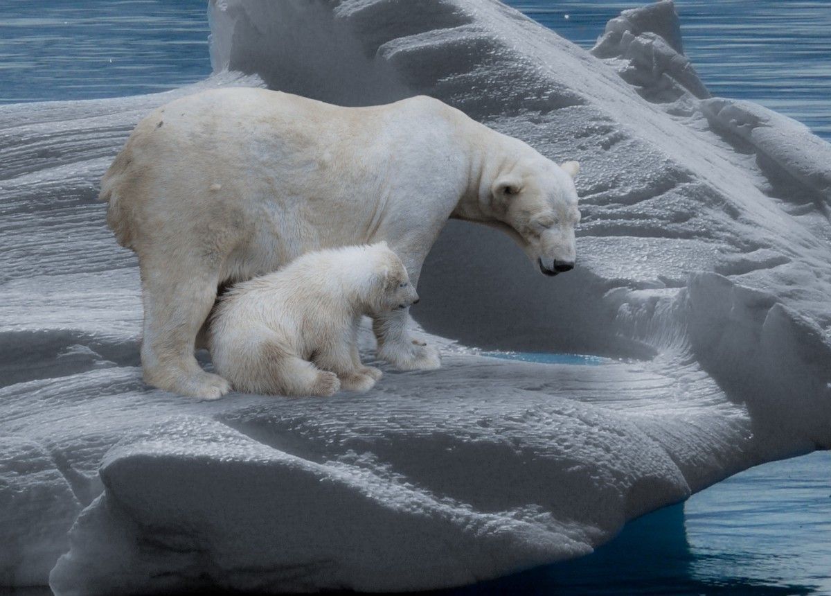 Climate cannot Change unless Together we Change https://t.co/fg48O6GMkw #climateaction #climatechange #sustainability #globalwarming #savetheplanet #climate #ecofriendly #climatecrisis #OceanProtectionLeague #LiquidHike #ClimateEmergency #ClimateJustice #ClimateAction https://t.co/fCoquGRJGi