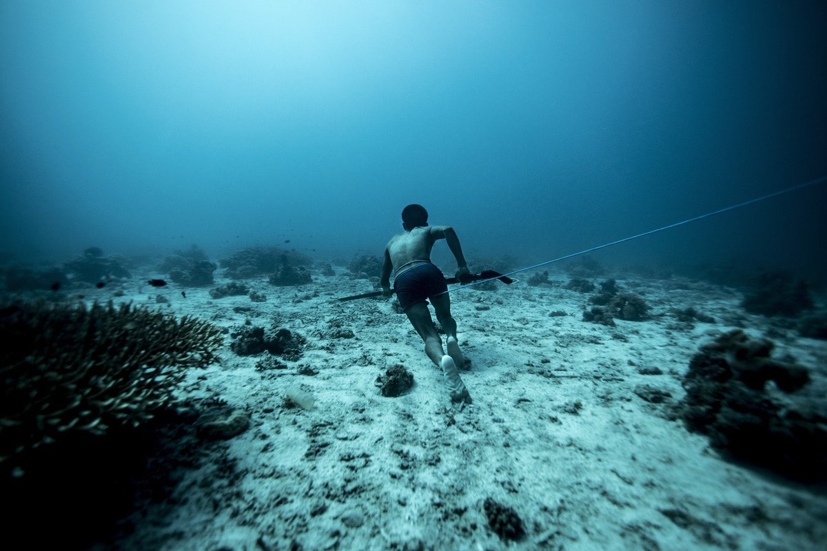 Bouteflikov's tweet photo. Les «Bajau» sont un peuple de Brunei, avec un gène (PDE10A) qui augmente leur capacité pulmonaire/globulaire. Dès le plus jeune âge, ils pêchent sans matériel respiratoire à 70 mètres de profondeur, entendent les poissons et même les mouvements sismiques sous l’eau. https://t.co/KXXgcN0ERw