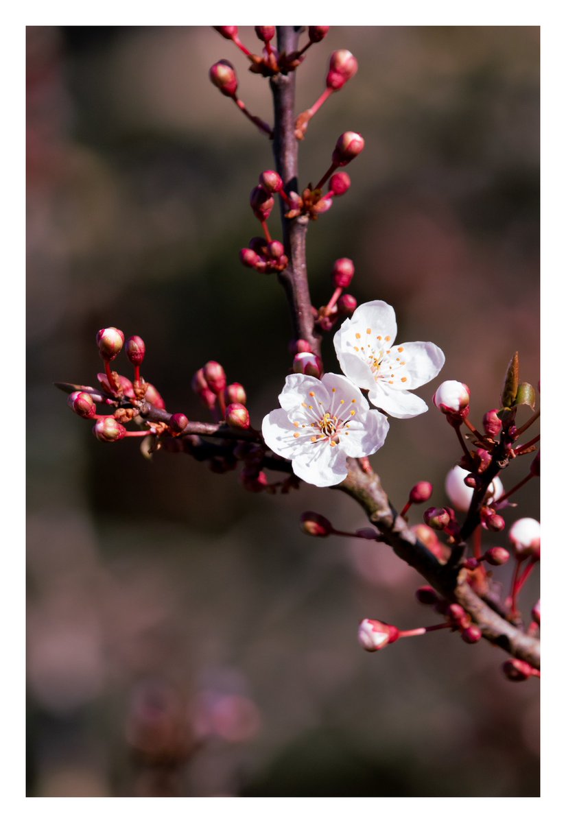 matt_goodrum's tweet photo. My first contribution to @PositiveTwenty1 theme, signs of spring. Click for full pic 😊🌸
@scenesfromMK @ThePhotoHour @CanonUKandIE @SigmaImagingUK #spring #spring2021 #blossom #firstblossom #signsofspring https://t.co/oeSfvxf1As