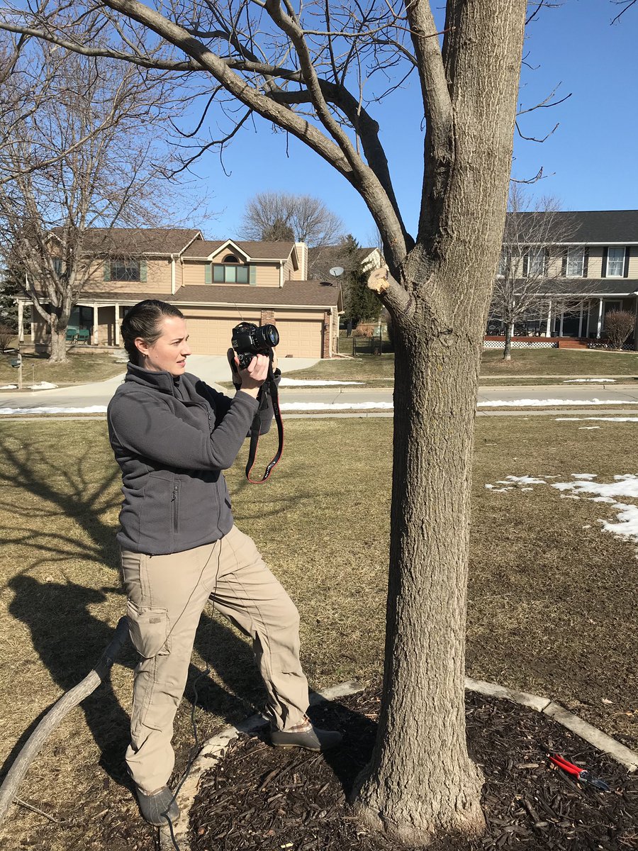 gabbi_edwards's tweet image. Spent the morning recording video and taking photographs for a @iowadnr tree pruning video with @emma_hanigan. Excited to see it all come together! 🌳