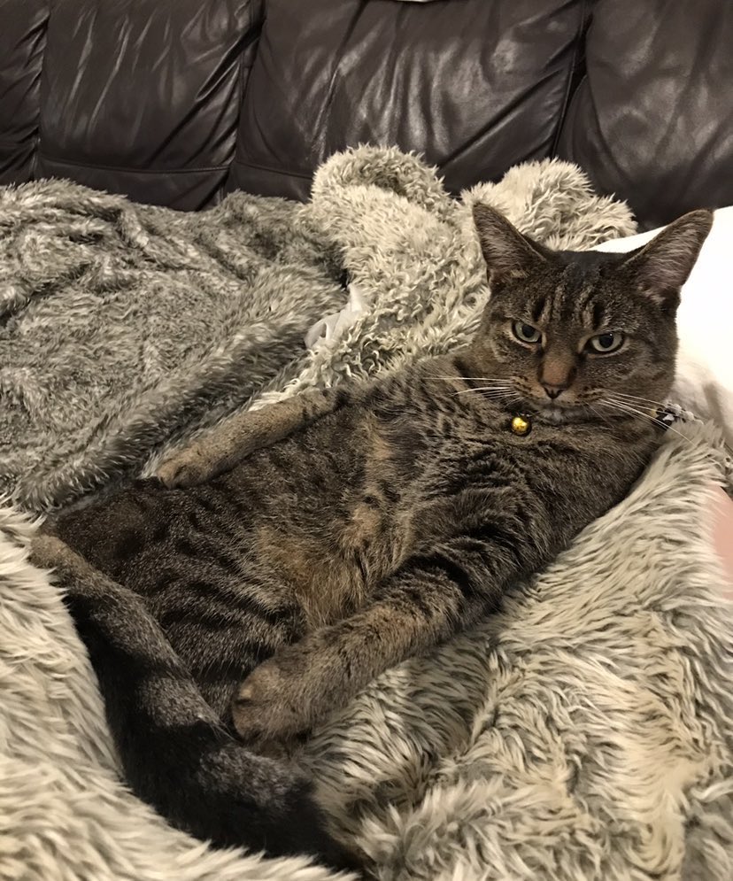 FelinesFriendly tweet picture