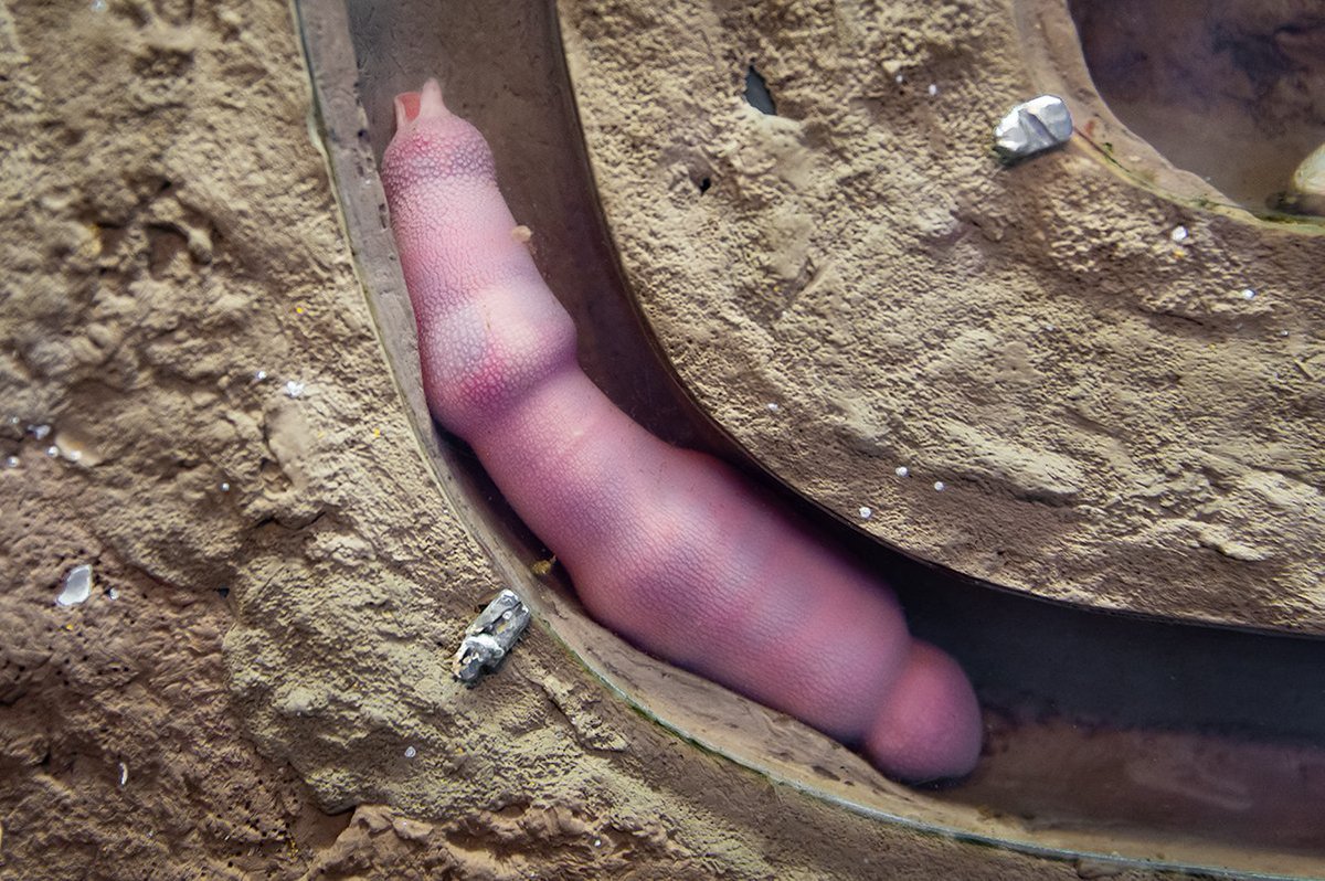 MontereyAq's tweet image. Happy #WorldWildlifeDay from all of the amazing seatizens of the Monterey Bay!