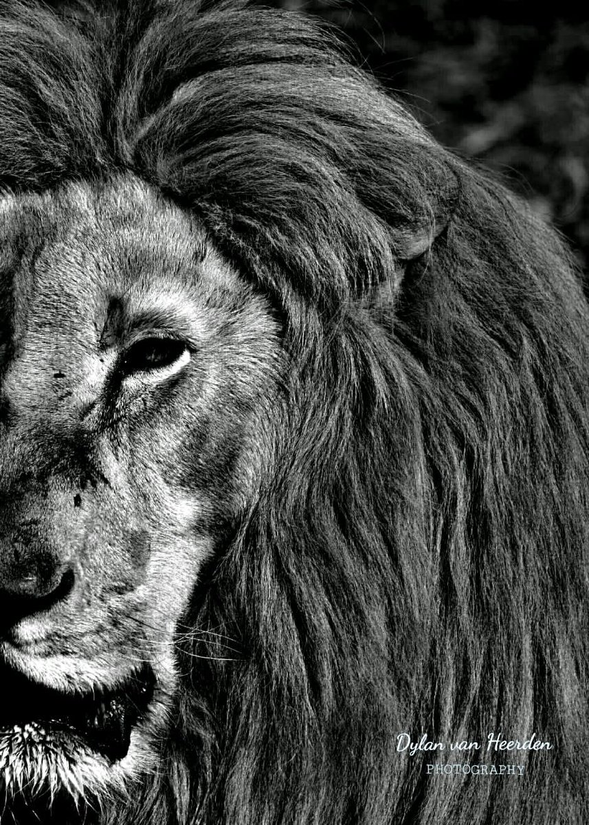 Excursion263's tweet photo. On #WorldWildlifeDay we imagine #WorldWithoutNature . 😱. It is definitely not a pleasing thought.

 We are the custodians of the earth and our #wildlife . Lets us do better in taking care of our heritage. 
#VisitLimpopo #VisitZimbabwe
#travel #tourism

📷 : Dylan Van Heerden https://t.co/R514bcduZi