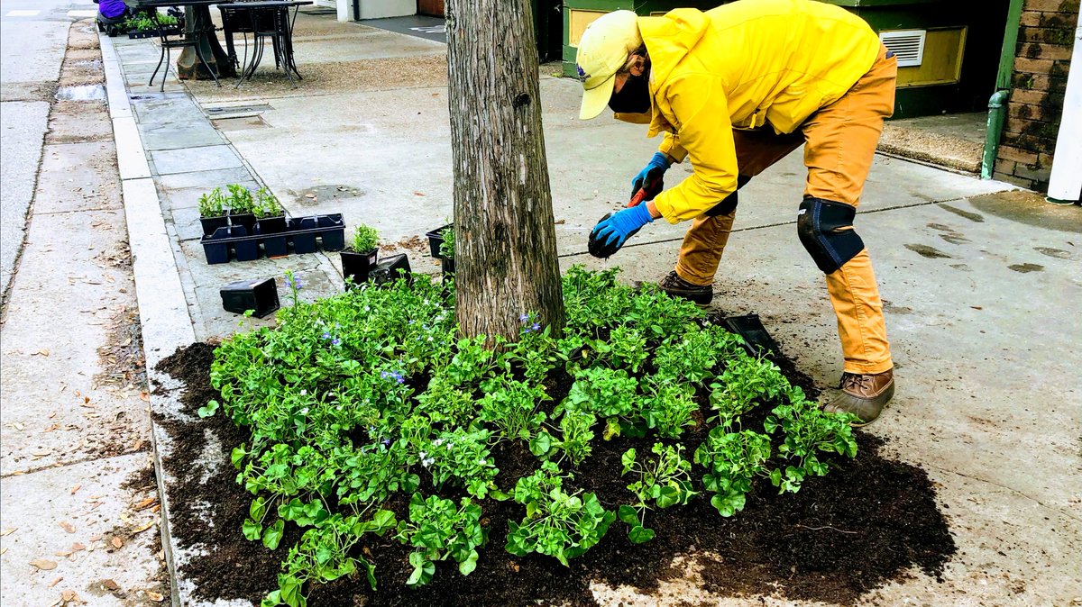Though it doesn't feel much like Spring today, the BID Services team is busy re-planting the tree wells with geraniums and lobelia to provide a burst of color. Just what we'll need as the weather becomes more inviting! #PlantingBeautyDaily