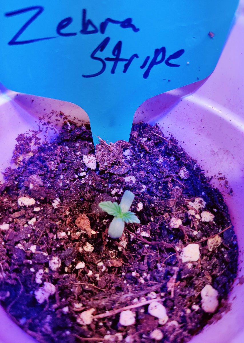PotMarijuana's tweet image. @irvineseeds tester program #ZebraStripe coming out of the soil a beautiful shade of green. Can't wait to see her grow up. 
If you need some reliable genetics from a customer oriented small business that doesn't have to clear customs... Irvineseeds.com is the answer. 🔥🌲