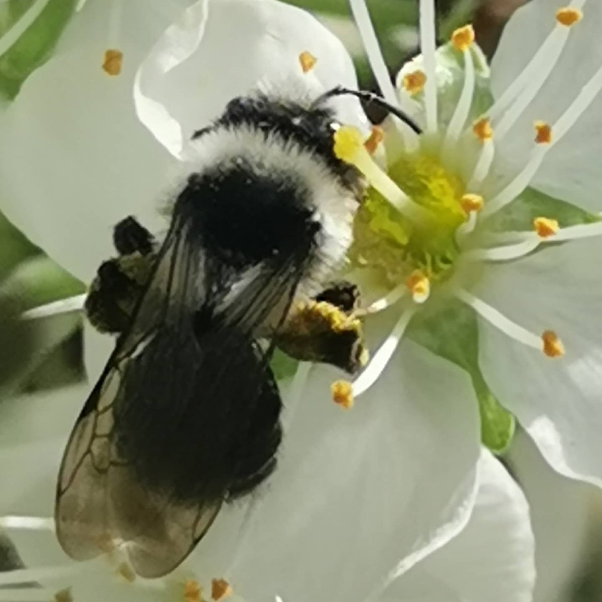 Aujourd'hui C est la journée mondiale de #laviesauvage, je vous partage des photos de mon agriculture