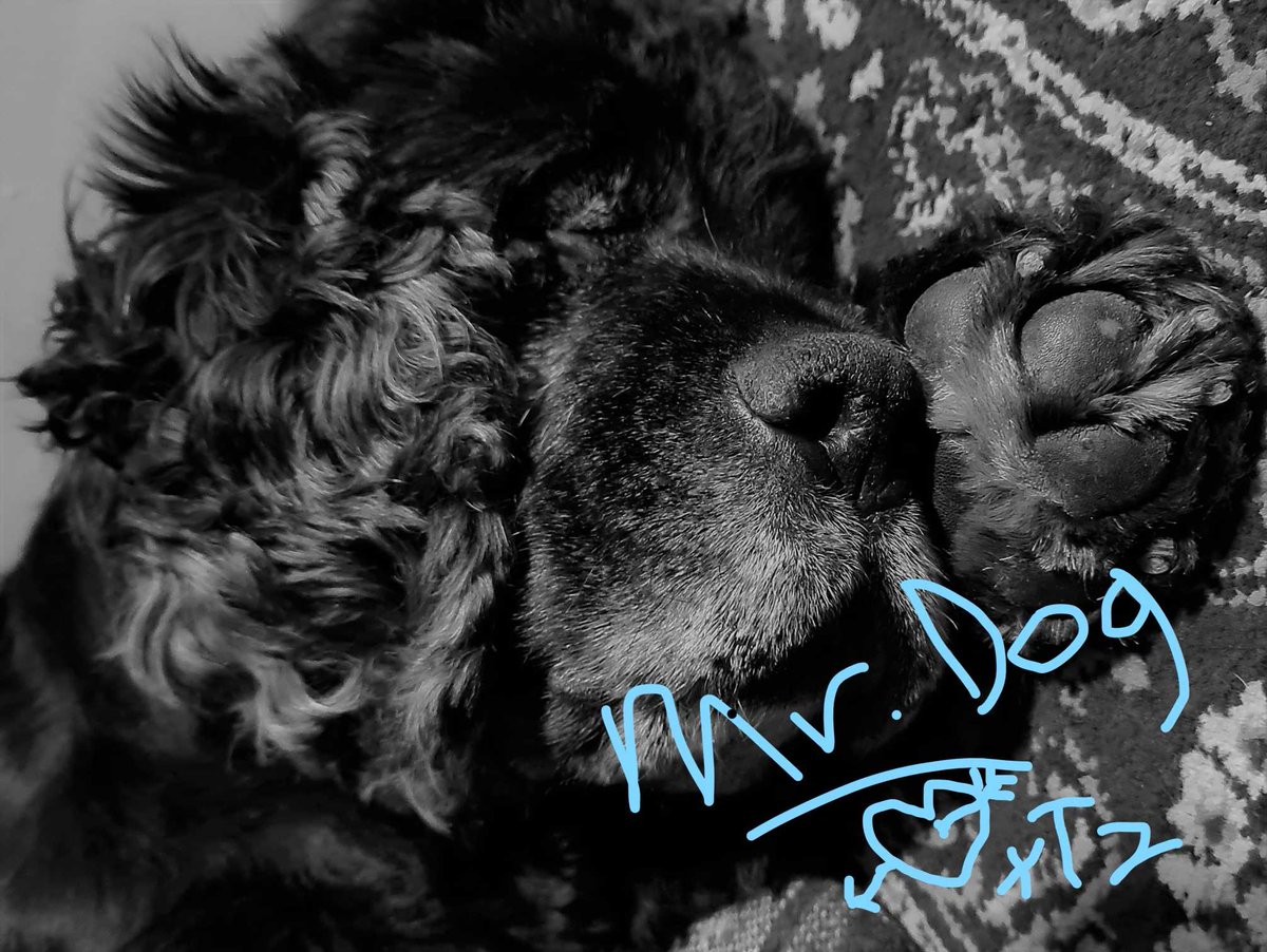 #Tezos $xtz I just played around and minted 6543 #MrDogCoin coins --> Supply is ~100,000x less than Tezos, so 400k USD per coin OF COURSE! Retweet and I'll send you #MrDogCoin to your twitter handle address using #KukaiWallet! Mr. Dog is blind and deaf and only smells fresh 🌮's.