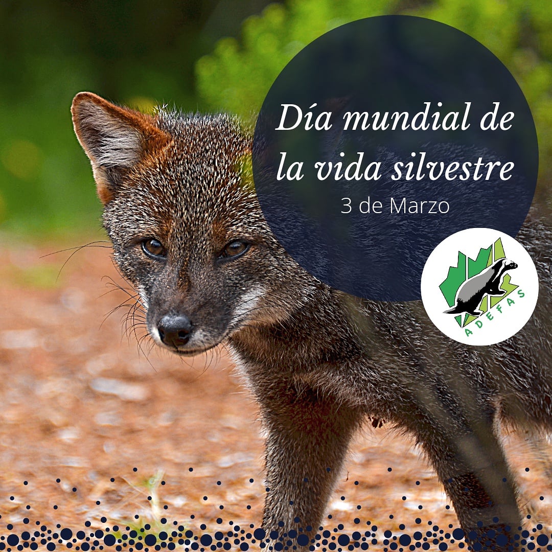 ADEFAS2001's tweet image. Hoy se conmemora el día mundial de la vida silvestre con el cual celebramos la belleza y variedad que encontramos en la flora, fauna y funga que nos rodea. 
El principal objetivo es reflexionar sobre la importancia de las especies que habitan el planeta para preservarlo...