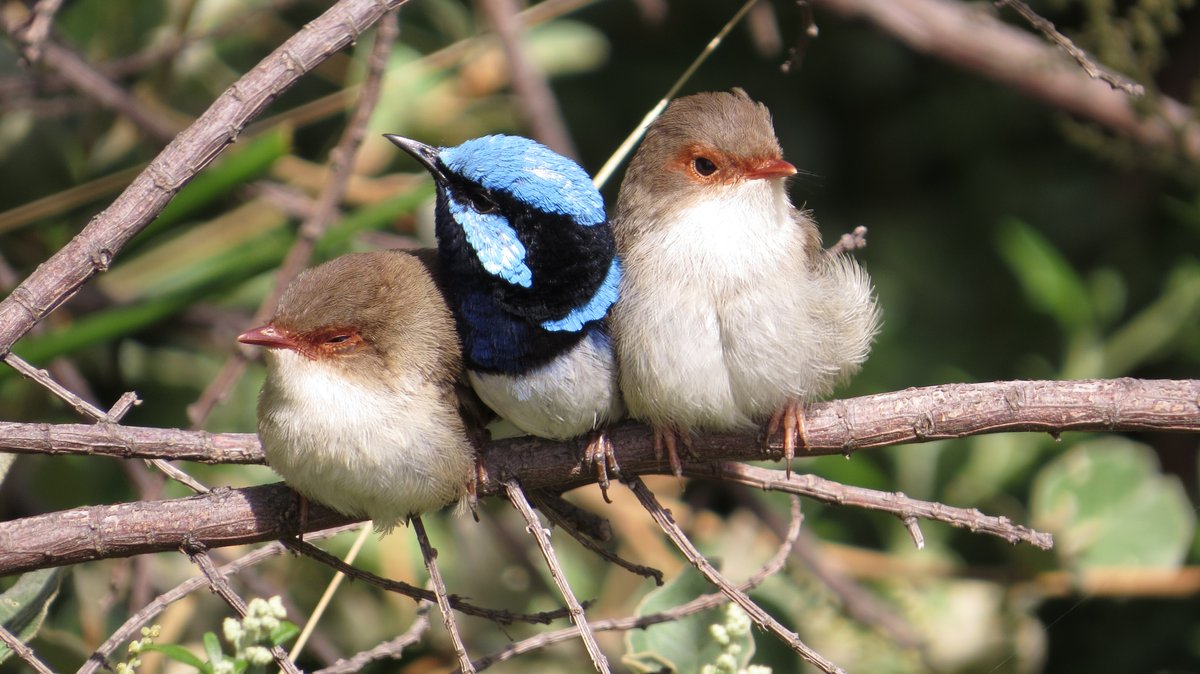BSCA_Aus's tweet photo. We're standing in support with @Vets4climateact as they remember the animals lost in the 2019/2020 fires. Thanks to our member @Janet45054079 for sharing this image with us #ForOurFauna #VfCA #vetsforclimateaction #forthewild #RSPCA #WIRESWildlifeRescue https://t.co/7JpkBPuCIx