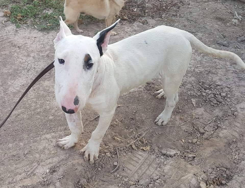 AsociacionADAT's tweet photo. HUTCH YA OLVIDÓ LA PESADILLA QUE DEBIÓ VIVIR EN SU VIDA.
APARECIÓ EN ESTADO LAMENTABLE EN #TORRENT ( #VALENCIA ) HACE MESES.
¡ EN #ADOPCIÓN !

HUTCH es muy macho joven de Bull Terrier ( un año aproximadamente ). Padece sordera parcial.
Antigua fractura mal soldada en una de... https://t.co/B03yZvF3k0