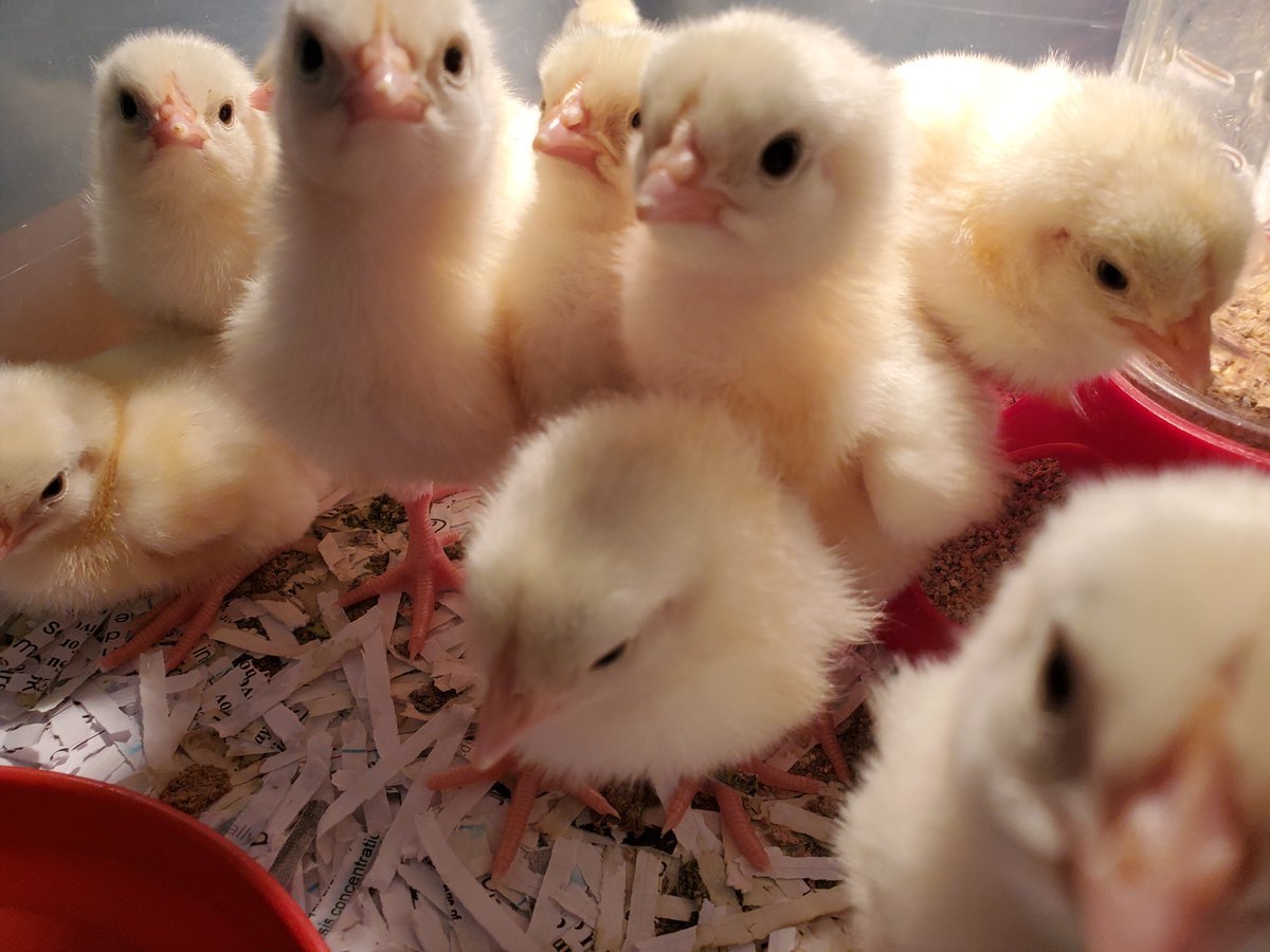 TanyaNovakowski's tweet photo. Look what's happening at RHM.  @NuggetsOnMars  @NCFarmBureau @AgClassroom https://t.co/iWUcfbWPc5
