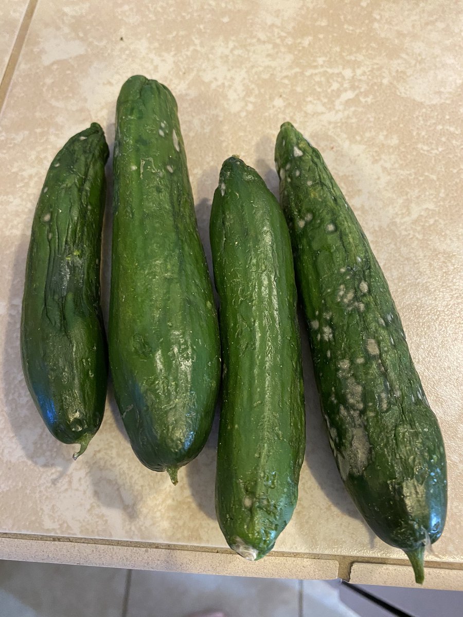 Mza49311's tweet photo. @HelloFresh love the recipes, but my wife showed me the veggies you sent we were supposed to use for tonight’s dinner not cool, #HelloUnfresh https://t.co/HGIDaQANxE