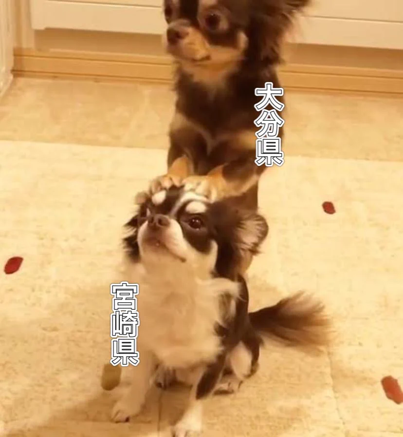 @Egnatius7 大分県と宮崎県の関係 