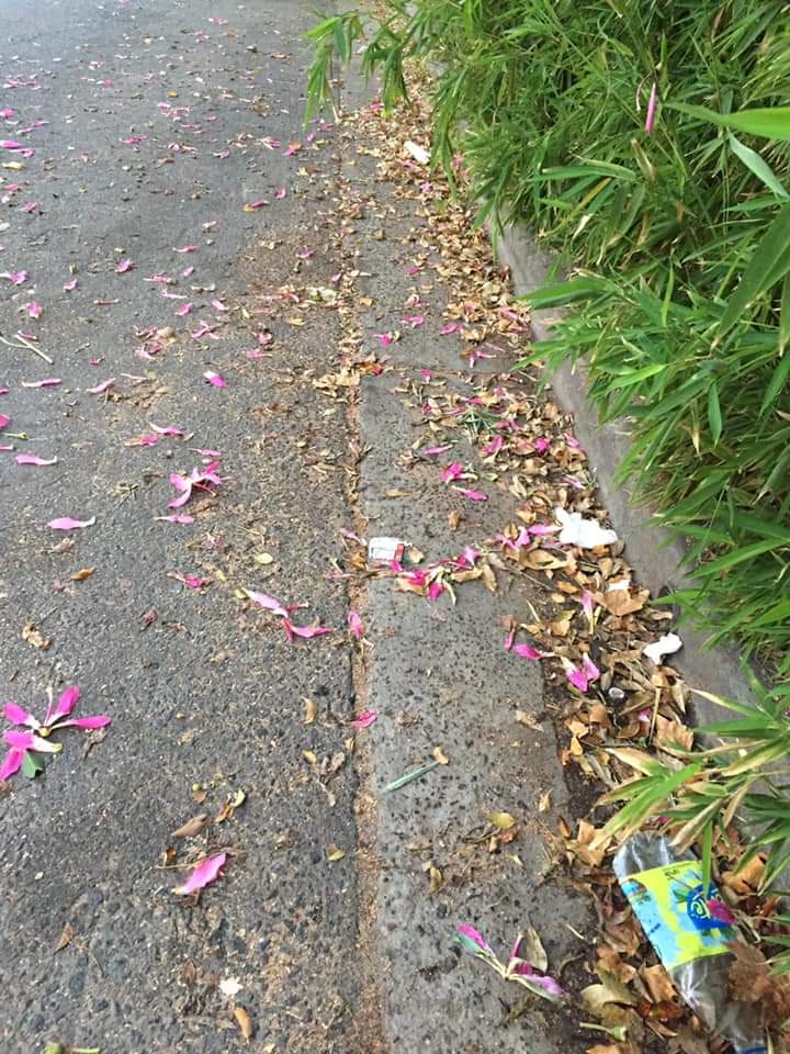 reclamo_vecinal's tweet photo. Vecina de #Florida #Vicentelopez en calle Blas Parera al 1600 reclama falta de barrido luego de 3 meses. 
Por favor, solucionar a la brevedad. Gracias @HUMVL @andrespetrillo @MarceCortiellas @Diegoenrich @soledadmartinez @JoaquinNoyaok @Malecholakian @SofiaVannelli https://t.co/LLXkhE8qBZ