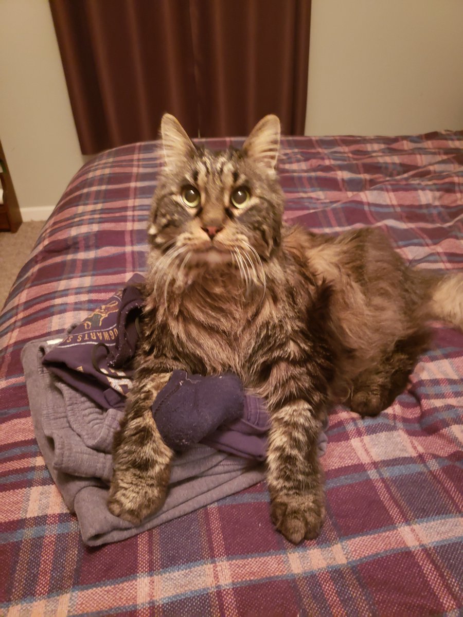 CrystalLucky13's tweet photo. RIP Taz 10/15/07 - 03/03/21 I loved you your whole life, I'll miss you for the rest of mine. https://t.co/ZVKqJGOo8Y