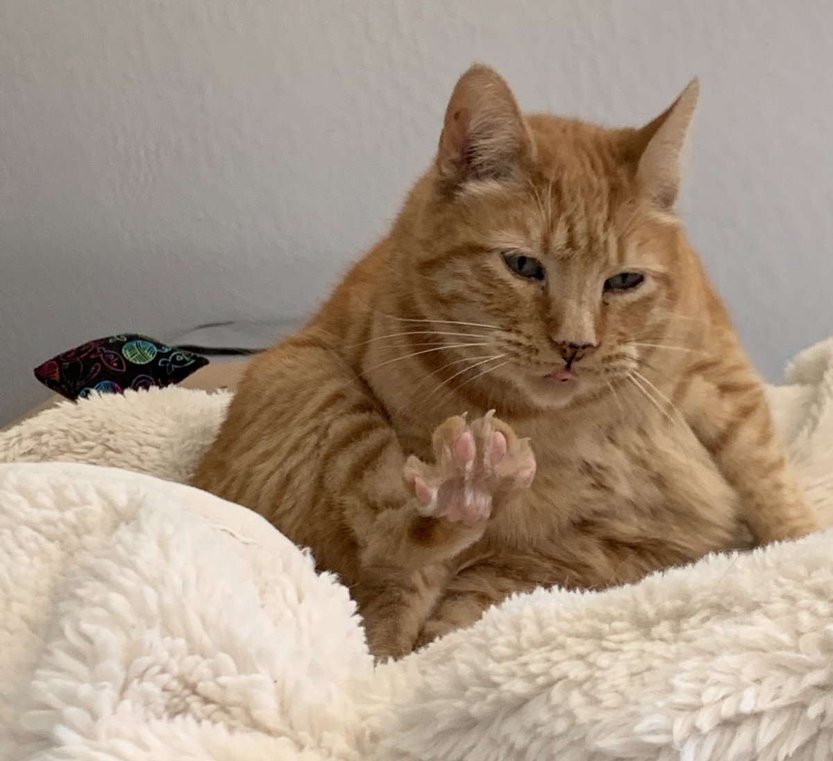 Toe cleaning is an important morning exercise.  I will have to take a long nap after this exerting activity! <a href="/BaseballGuys/">BaseballGuys</a> #catsoftwitter #cats