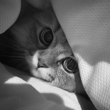 tumblr. (@theistumblr) on Twitter photo 