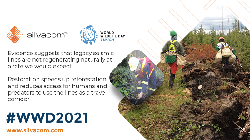 Today is #WorldWildlifeDay! Our team of experts support woodland caribou habitat recovery through planning, implementation, and monitoring of linear restoration.

Download our information sheet at hubs.la/H0HD7ND0 to learn more!

 #WWD2021 #ForestPeoplePlanet <a href="/WildlifeDay/">World Wildlife Day</a>