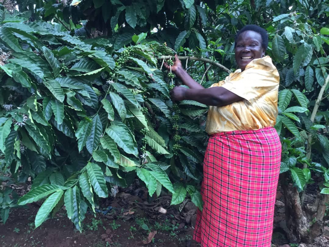 FALSAM3's tweet photo. #forestsystems supply 80% of Uganda's energy needs #WWD2021. 
Energy constraints affect women more, in the rural areas. Agroecological coffee and cocoa systems can be sustainable options to household income and energy needs. @FALSAM3 we assist farmers to manage these profitably https://t.co/PG0auxpaDL