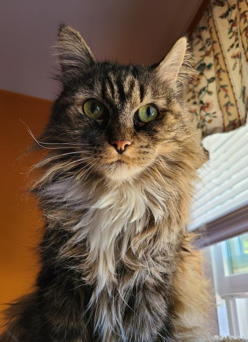 Evike Szandreyni tweet media